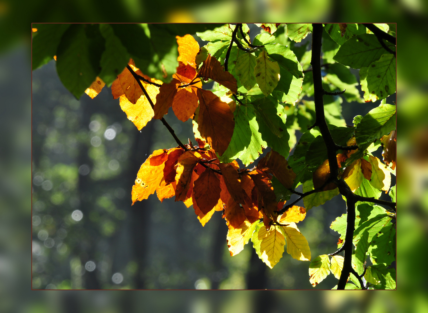 Herbst-Farben