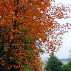 Herbst Farben