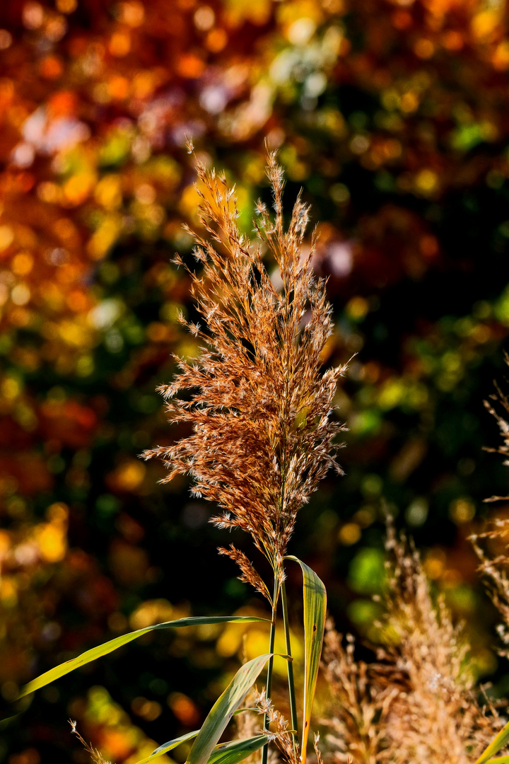 "HERBST FARBEN"