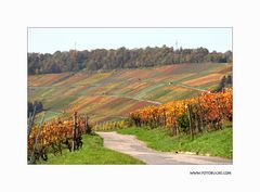 Herbst Farben #5