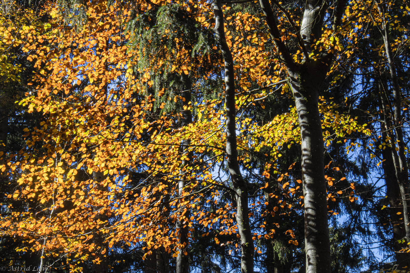 Herbst | Farben