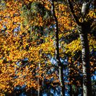 Herbst | Farben