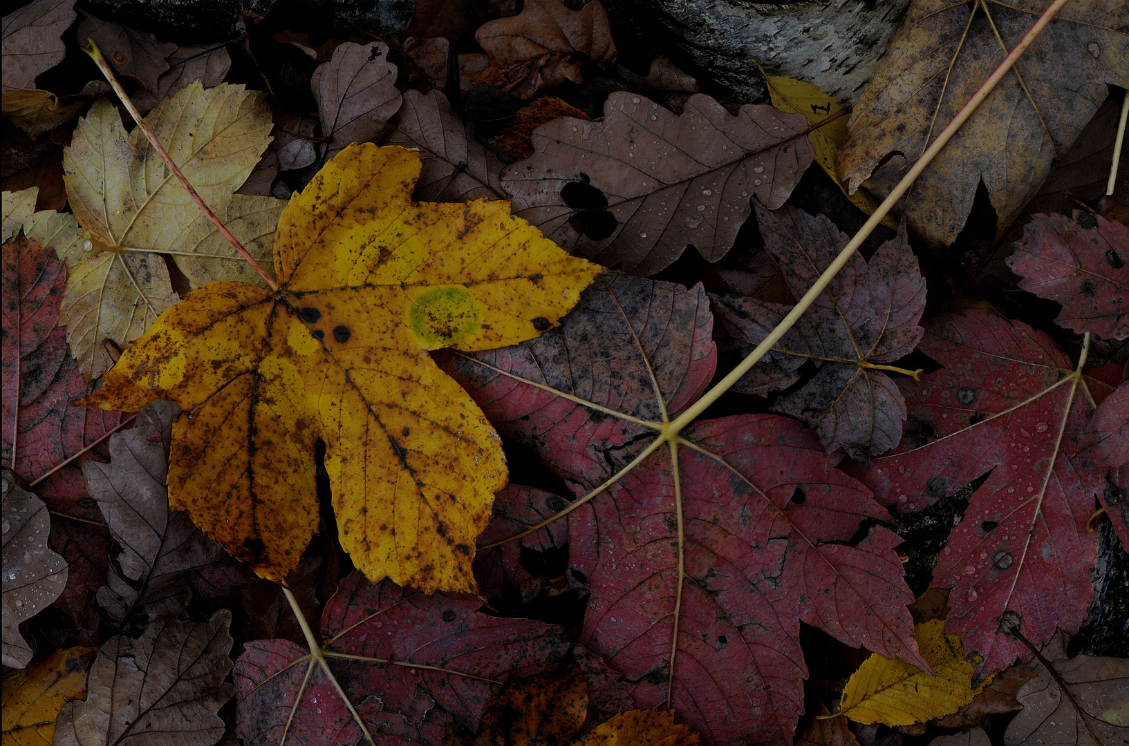 Herbst-Farben