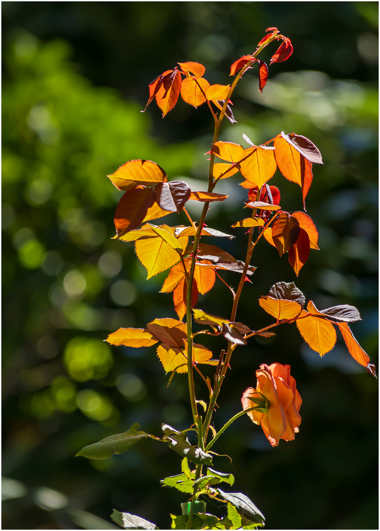 Herbst Farben