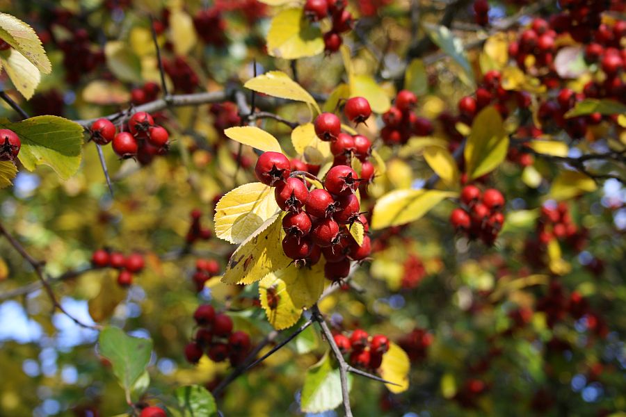 Herbst-Farben