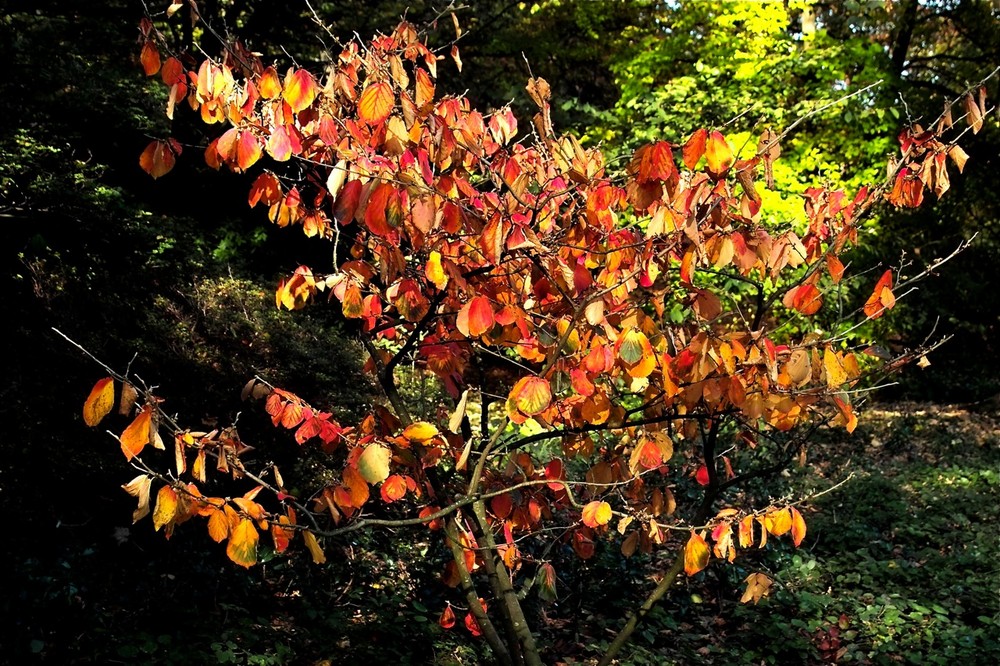 Herbst-Farben