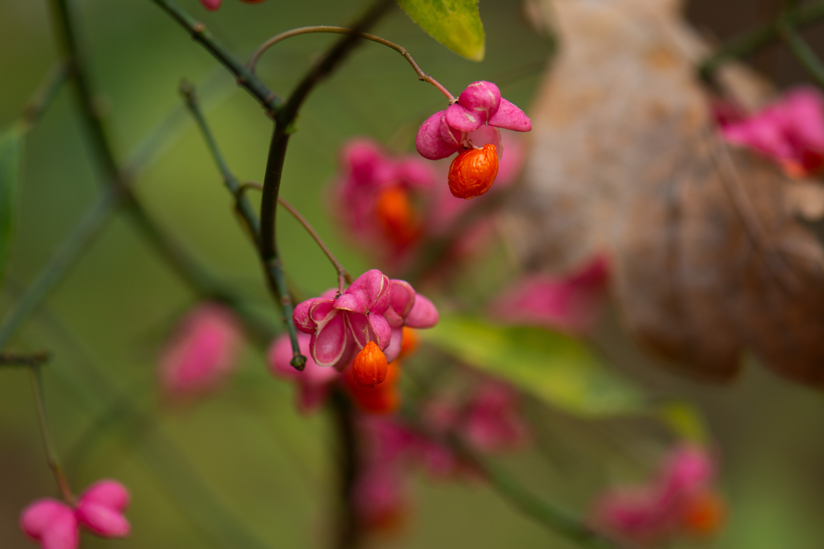 Herbst Farben