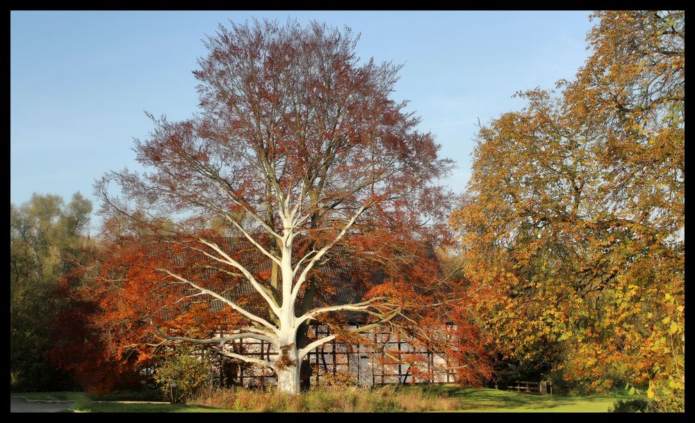 Herbst Farben / Couleurs d'automne