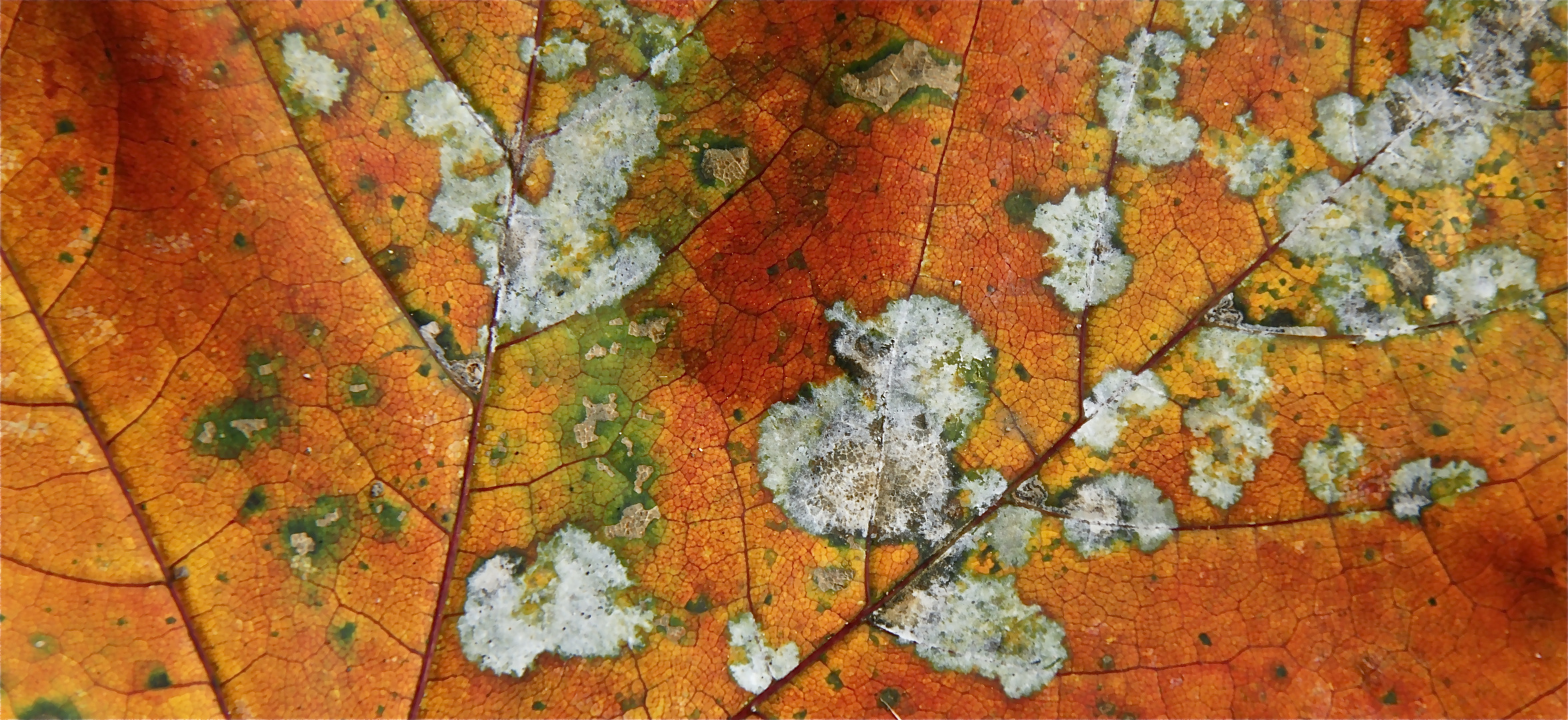 HERBST - Farben des Herbstes