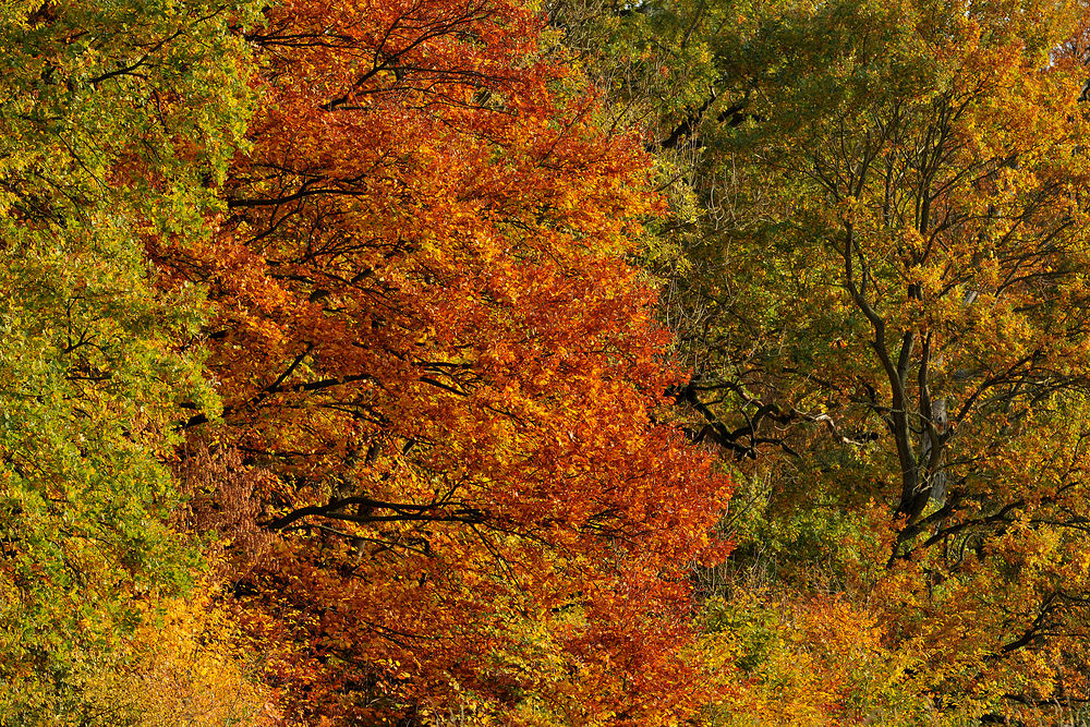 Herbst – Farben – Explosion