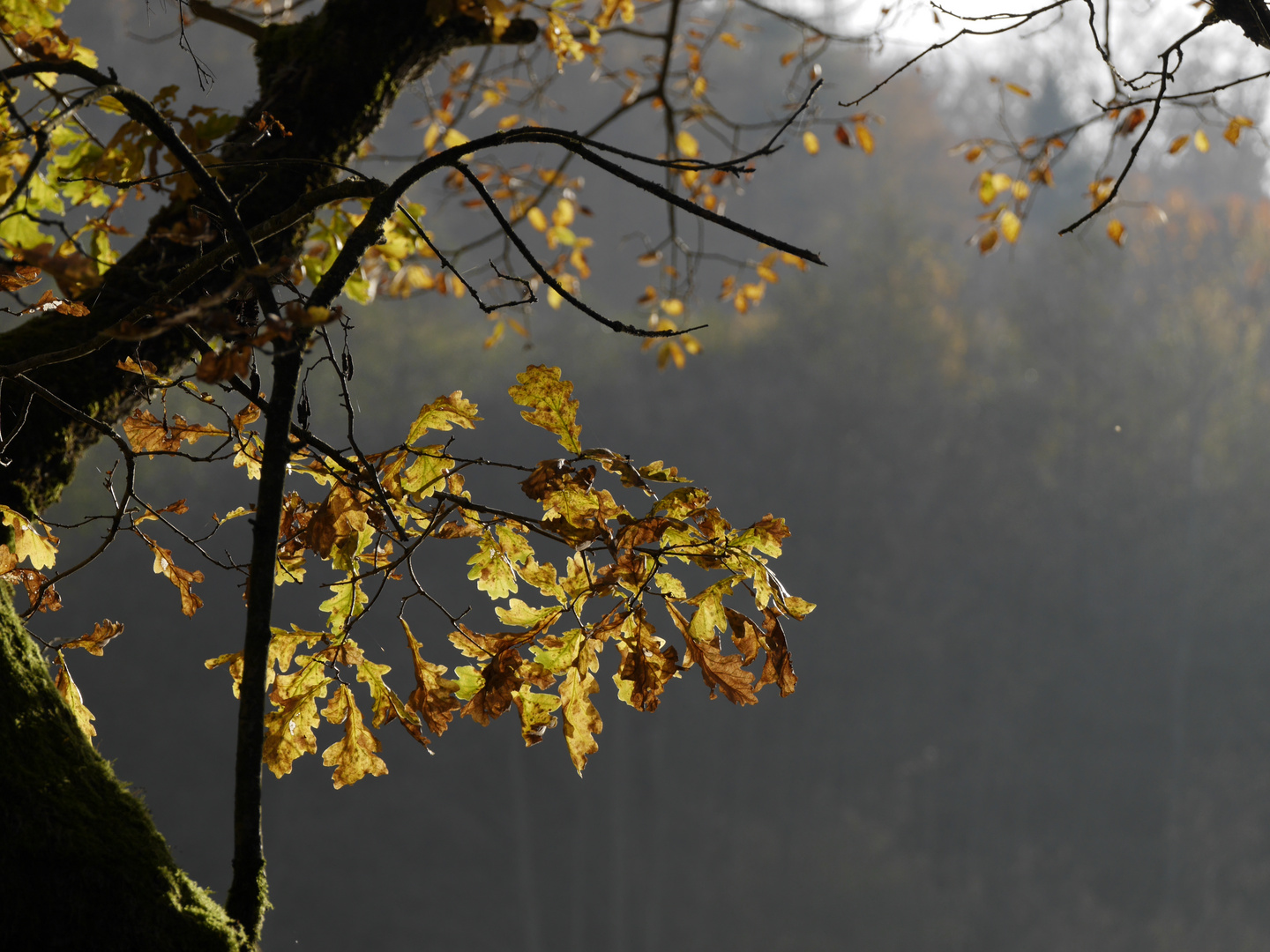 Herbst Farben