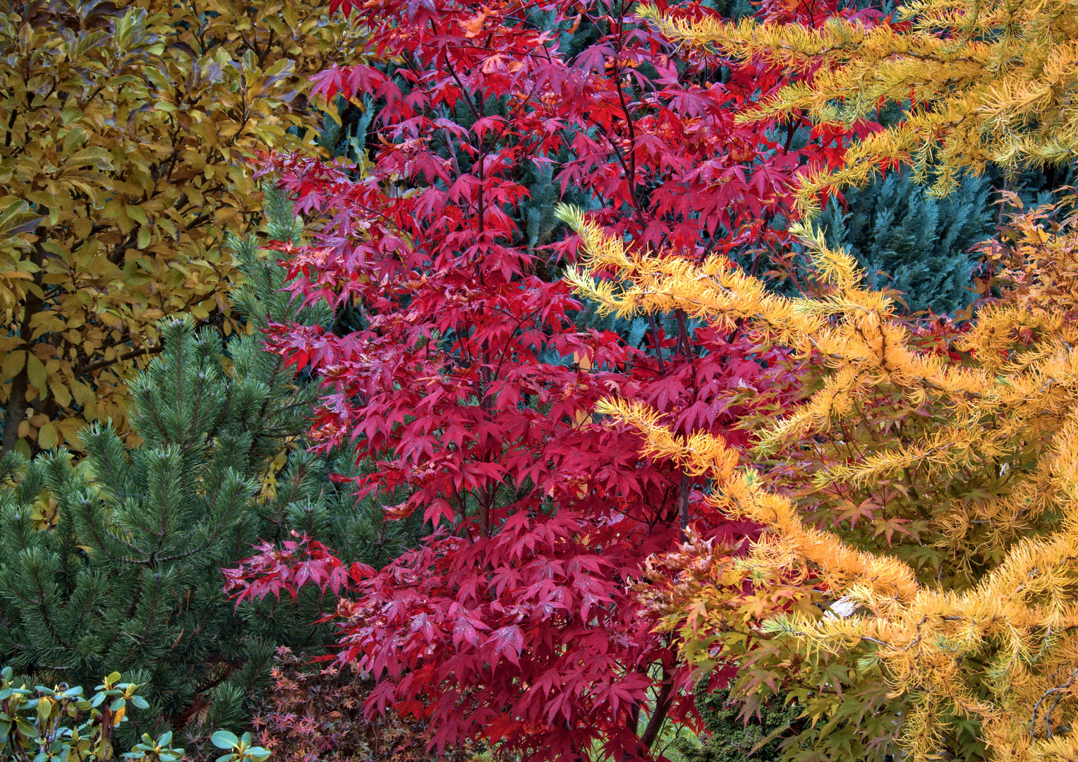 Herbst Farben im Garten