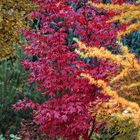 Herbst Farben im Garten