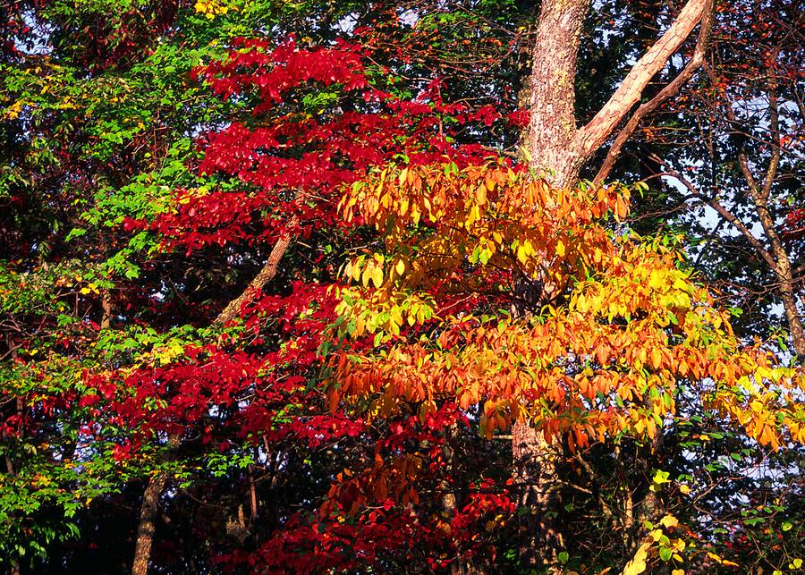 Herbst farben in Flag Rock, Virginia