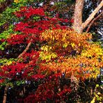 Herbst farben in Flag Rock, Virginia