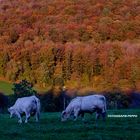 Herbst-Farben-Rausch