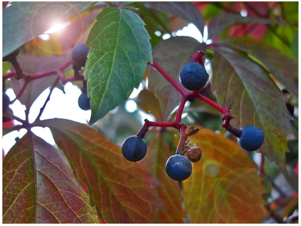 Herbst-Farben (reloaded)