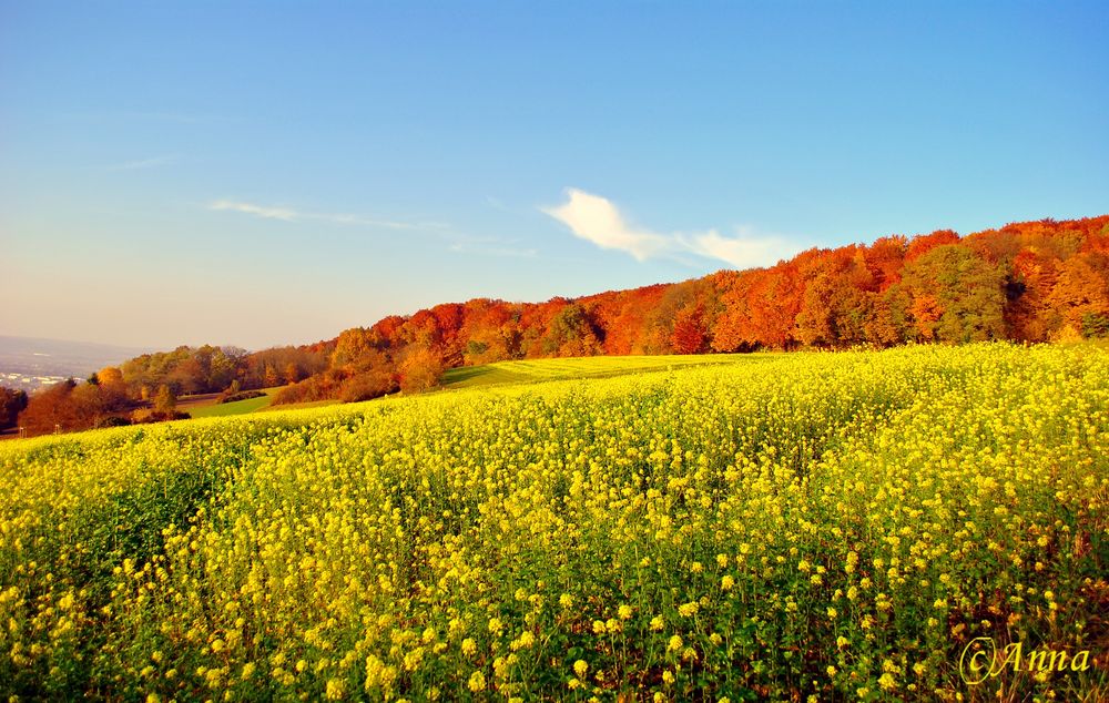 Herbst Farben und Formen (Landschaft)