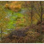 Herbst-Farben-Vielfalt im Hochmoor... (mit Diskurs über Schärfe und Komposition)