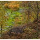 Herbst-Farben-Vielfalt im Hochmoor... (mit Diskurs über Schärfe und Komposition)