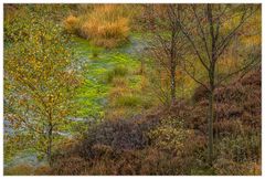 Herbst-Farben-Vielfalt im Hochmoor... (mit Diskurs über Schärfe und Komposition)