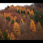 Herbst Farben - wie es wirklich war