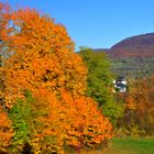 Herbst-Farbenpracht