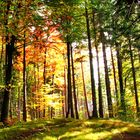 Herbst-Farbenpracht im Wald