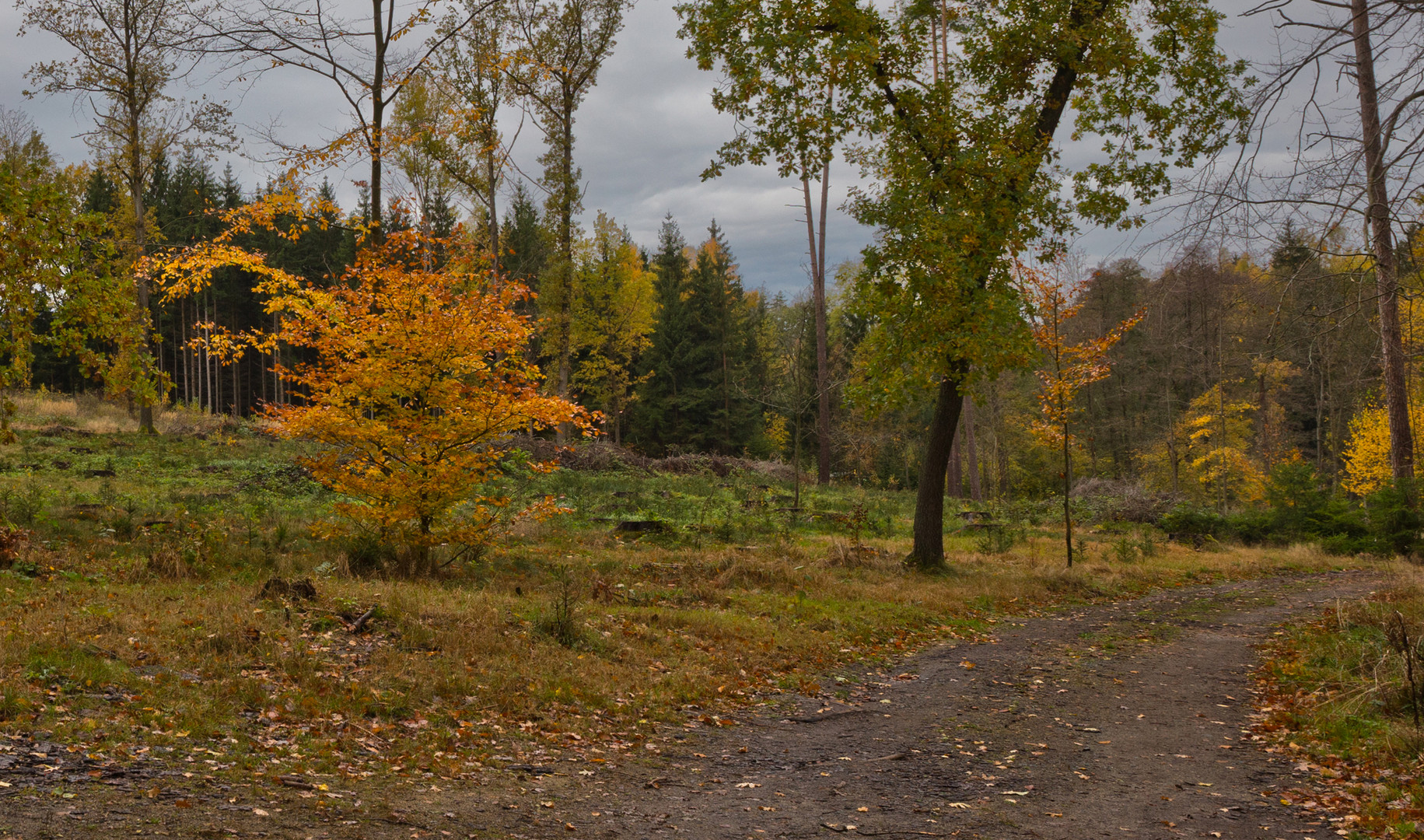 Herbst -Farbenspiel