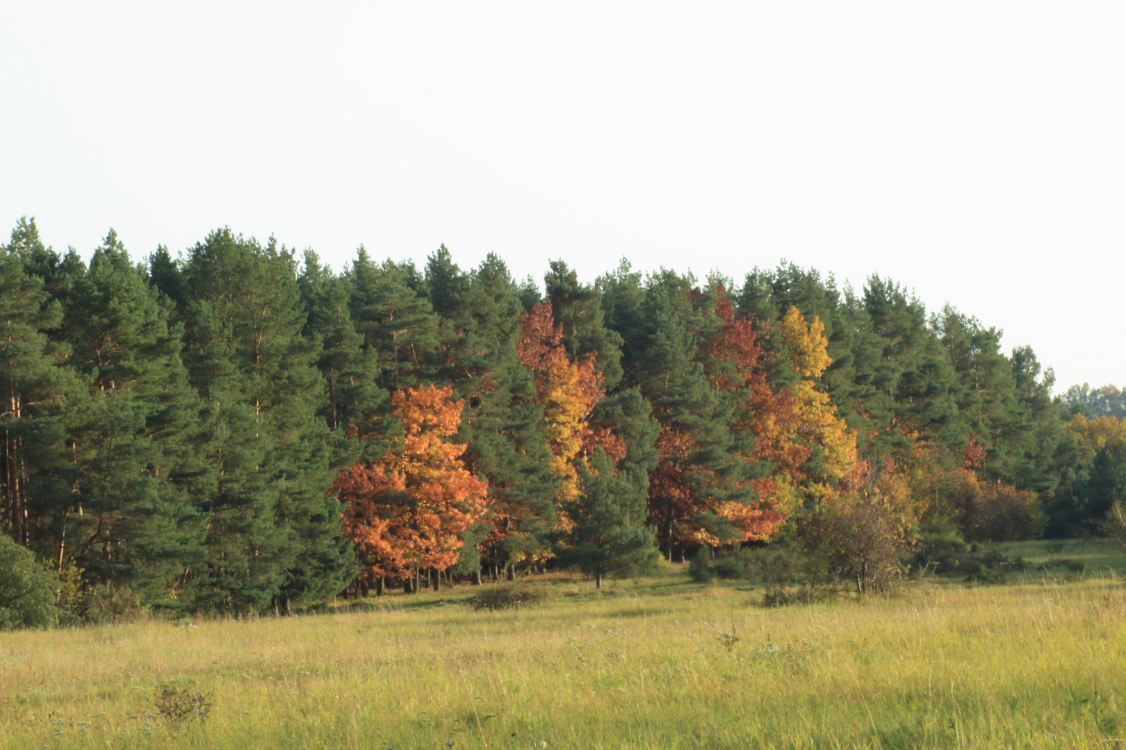 Herbst Farbenspiel Bäume