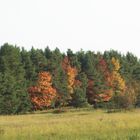 Herbst Farbenspiel Bäume