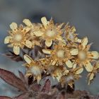 Herbst Farbtöne... - Une plante minuscule dans son habit d'automne!