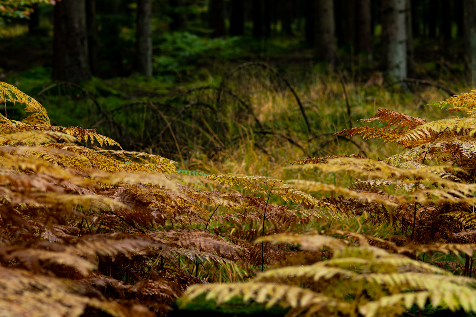 Herbst- Farn