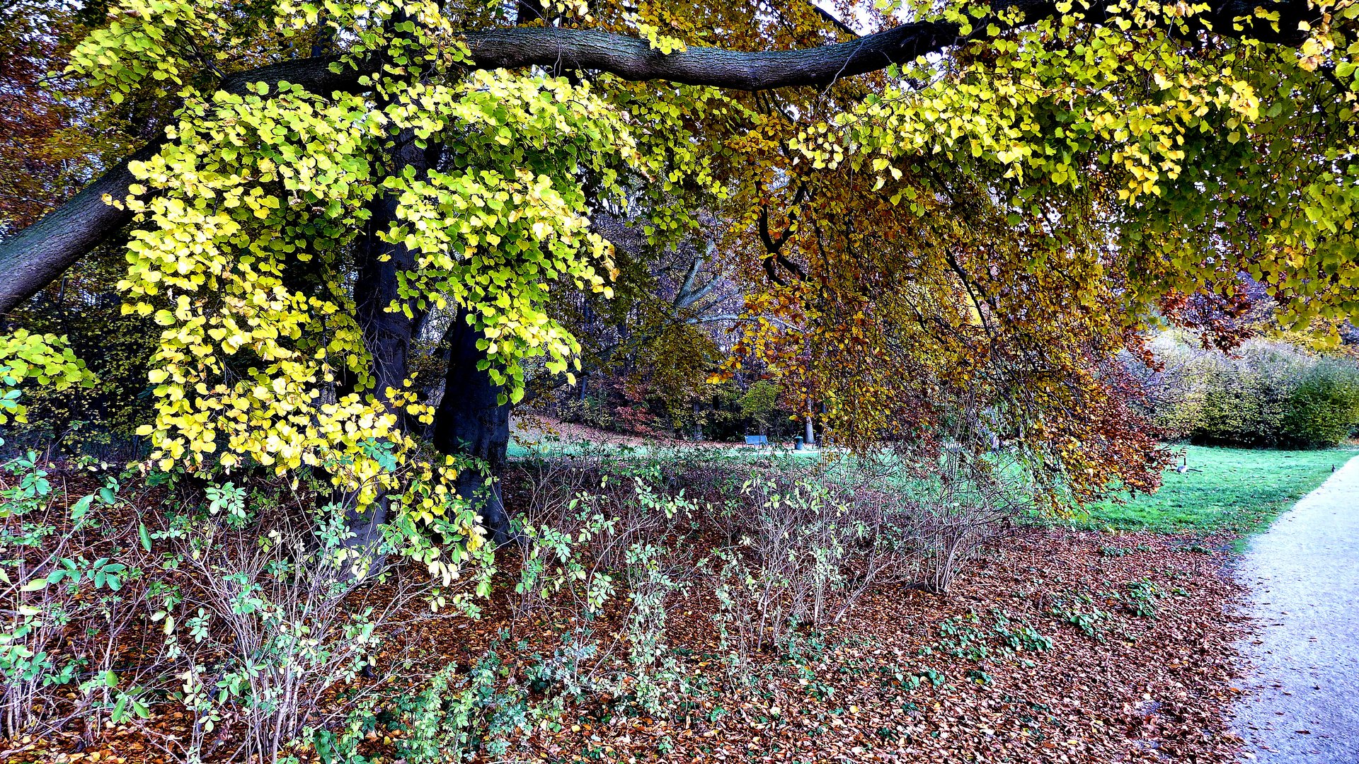 Herbst fast abstrakt gesehen