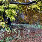 Herbst fast abstrakt gesehen