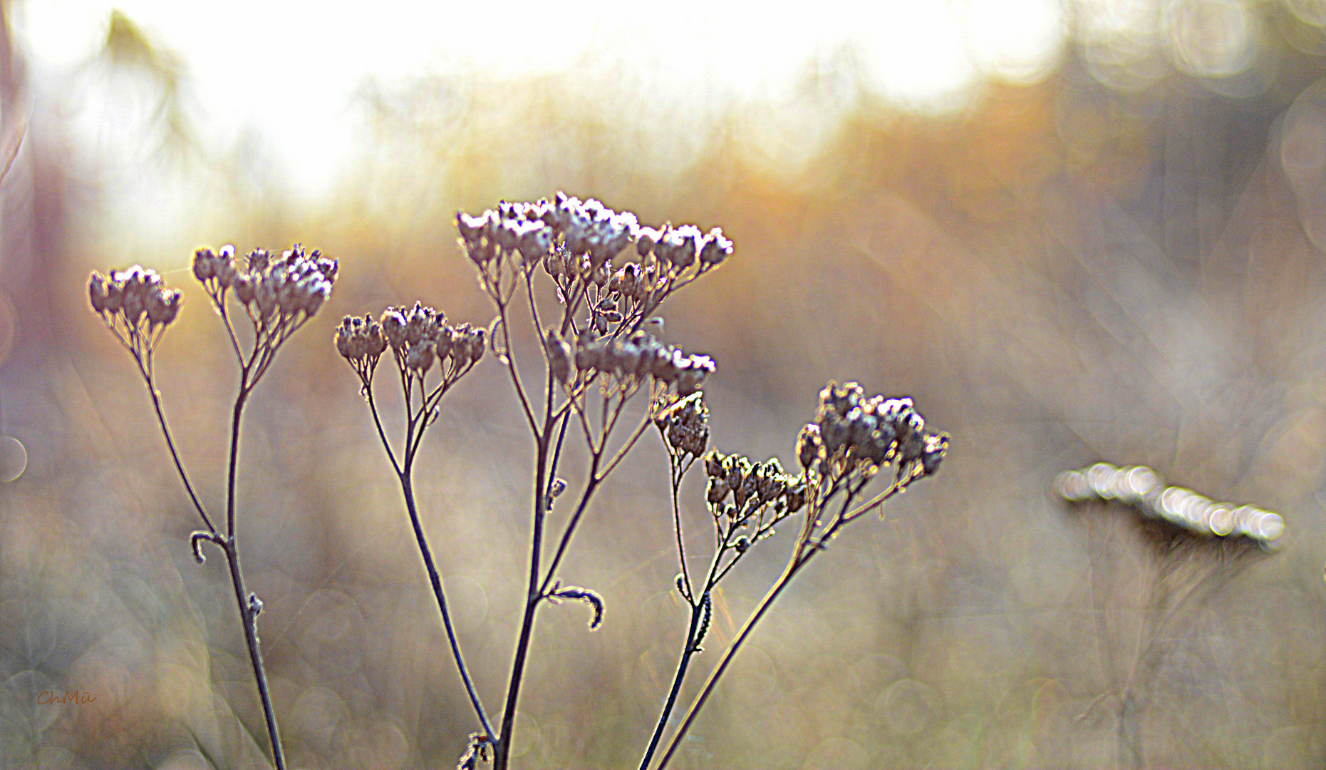 herbst