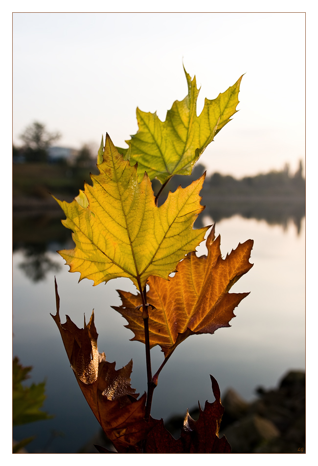 Herbst