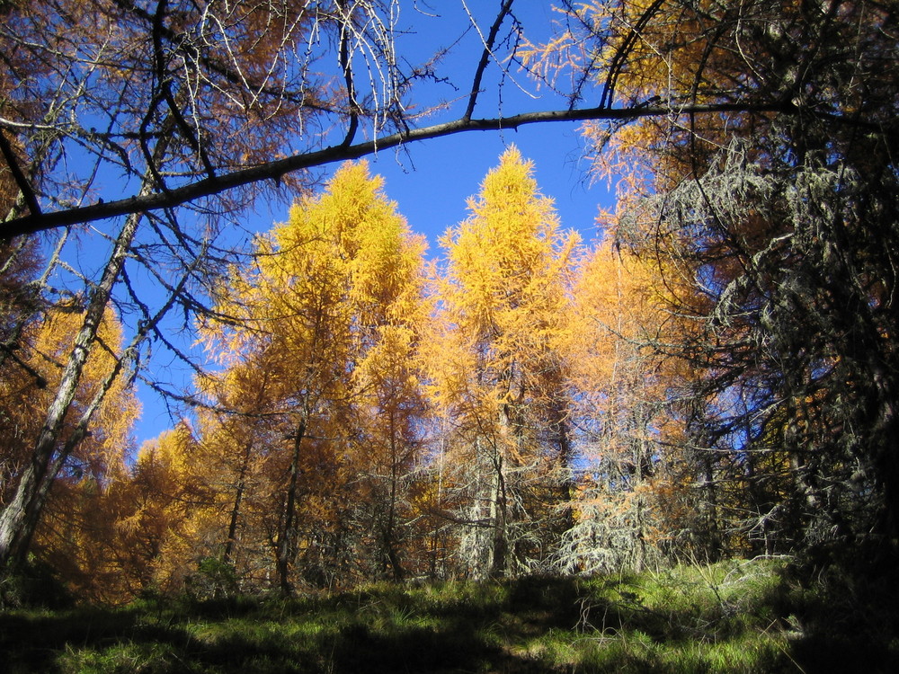 Herbst