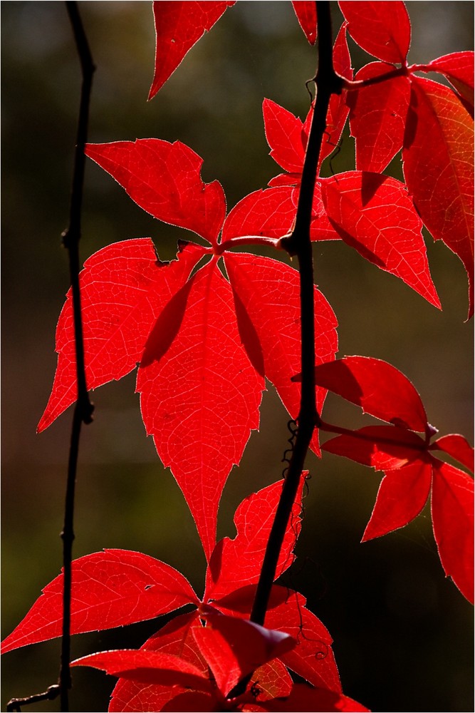 Herbst