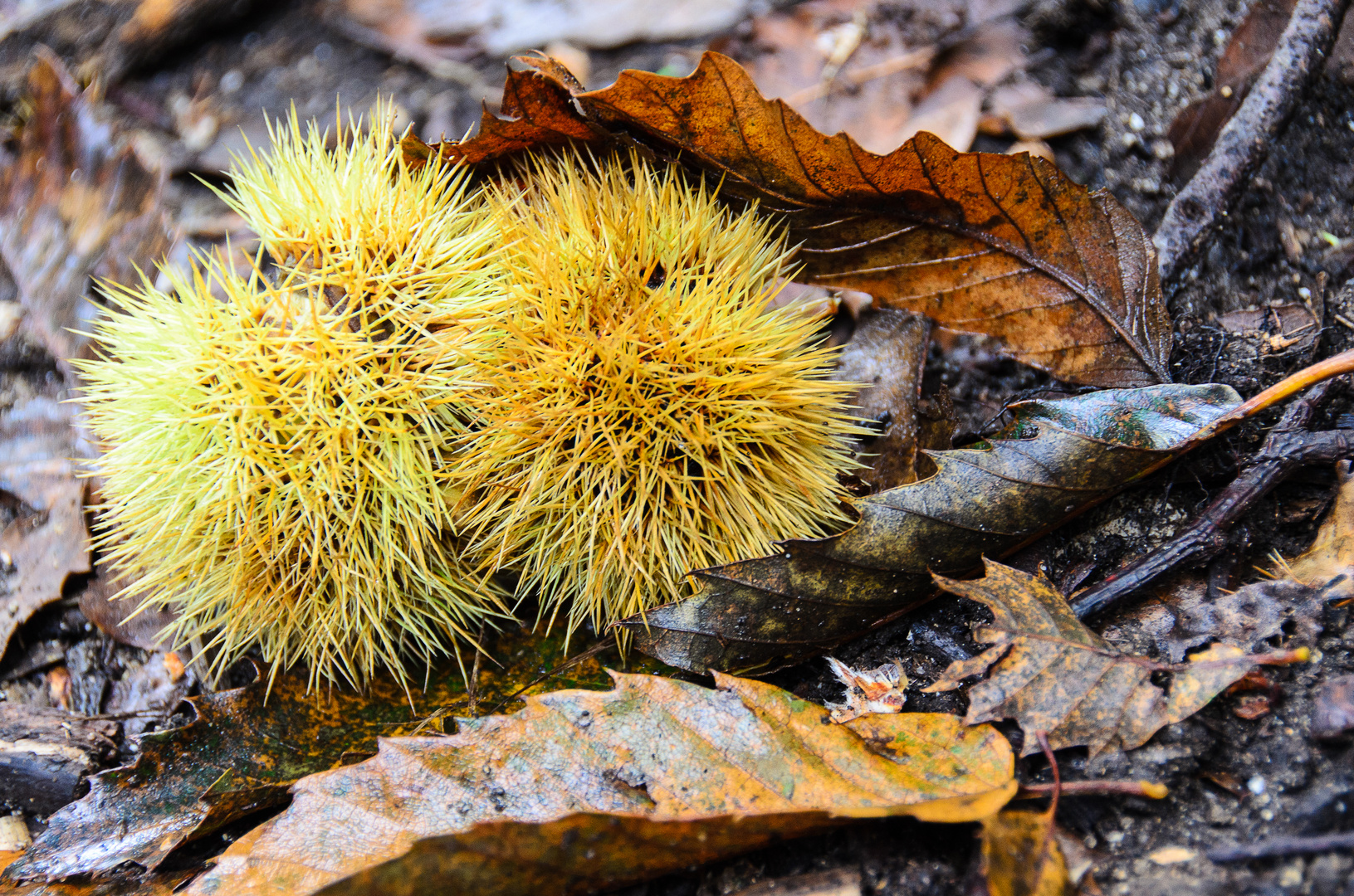 Herbst