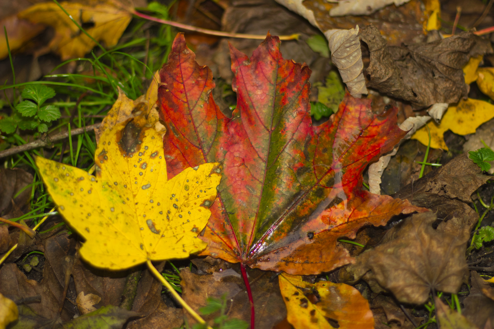 Herbst