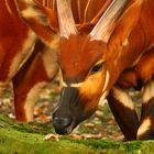 Herbst Feeling im Zoo