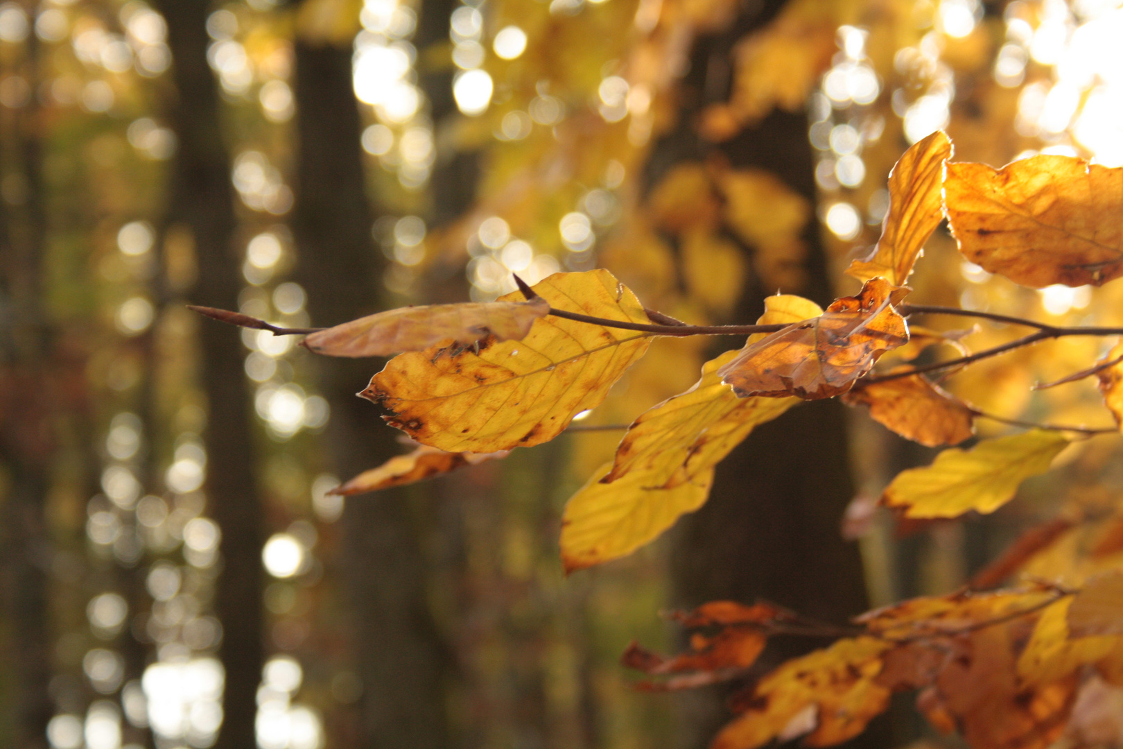 -herbst feelings-