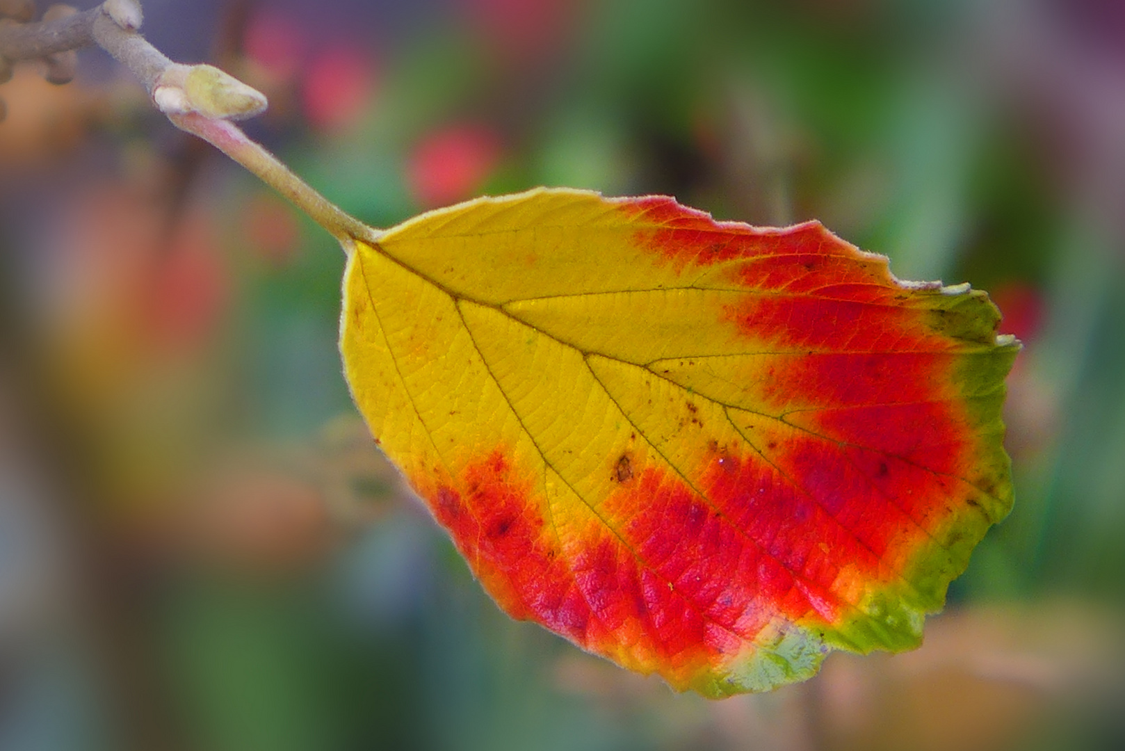 Herbst-Feuer