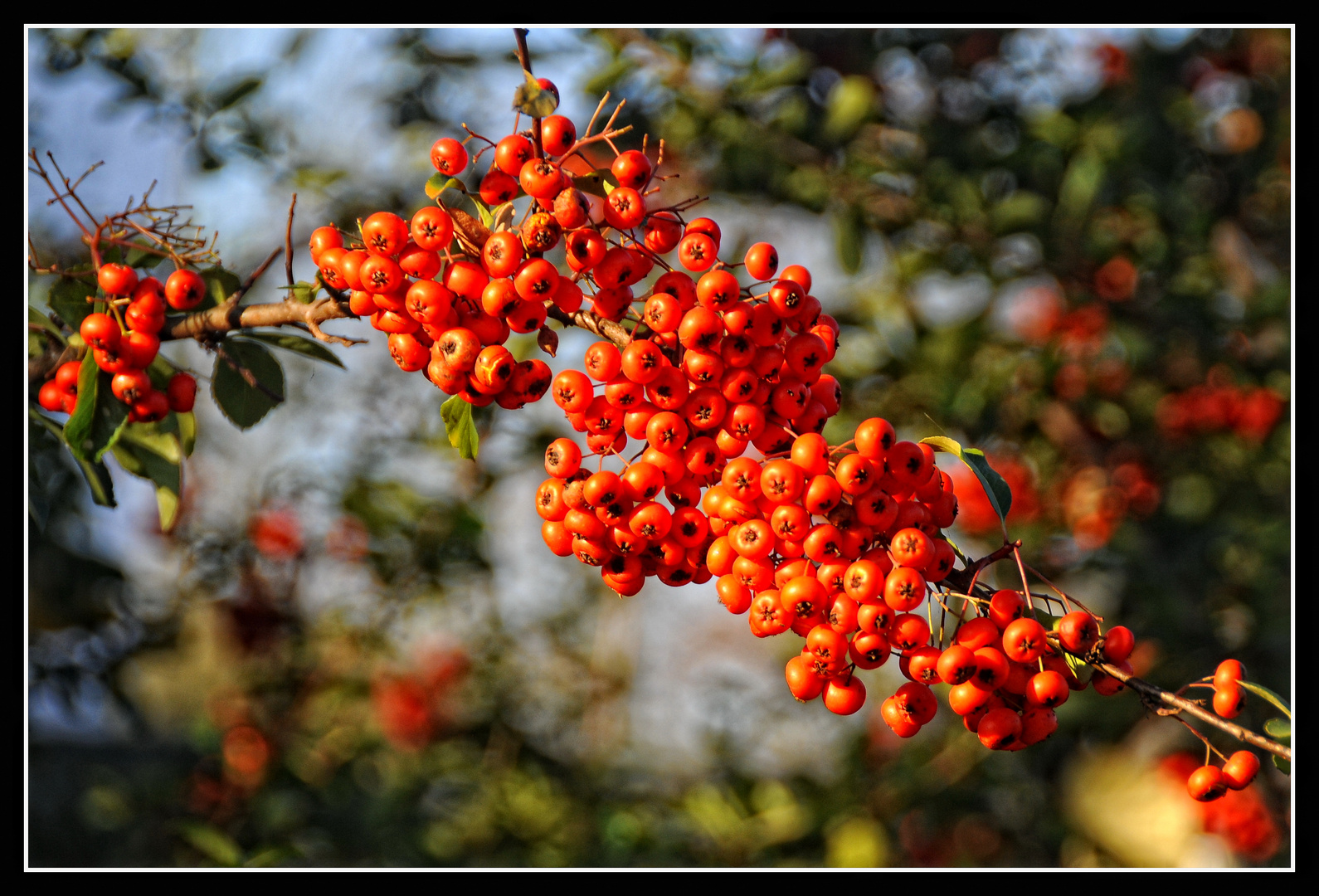 Herbst-Feuer