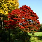 Herbst - Feuer