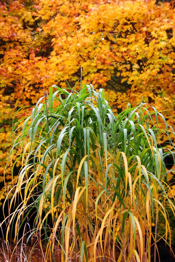 Herbst-Feuerwerk