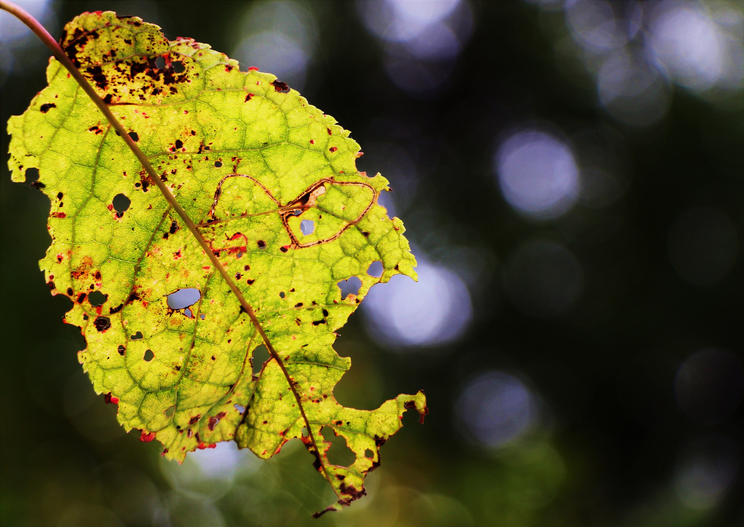 Herbst...