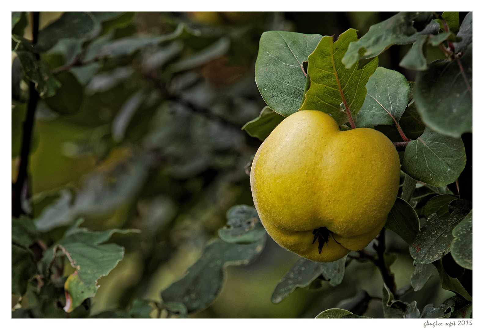 Herbst