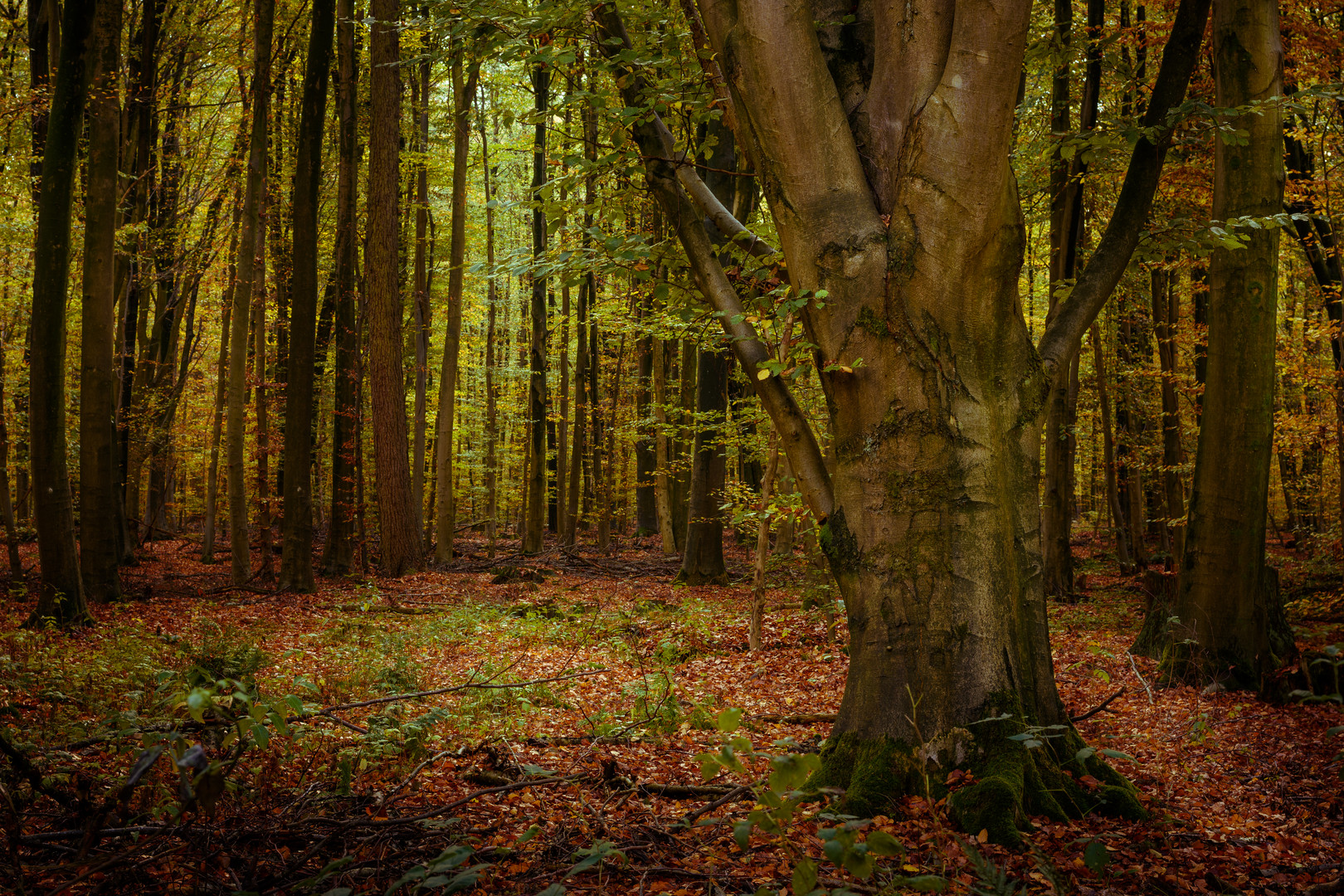 Herbst-Fieber